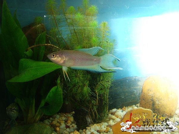 [贴图]壮家黑叉“老鼠仔”7月1号