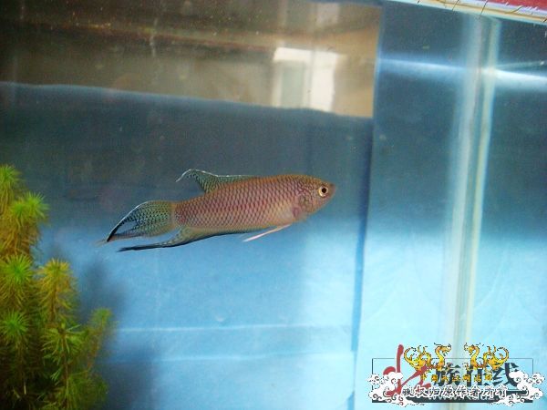 [贴图]壮家黑叉“老鼠仔”7月1号