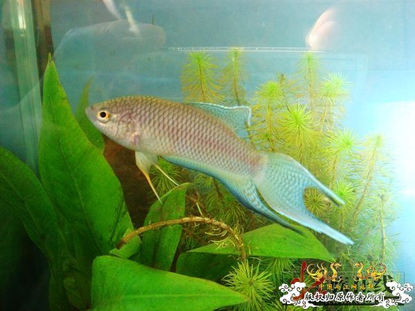 [贴图]壮家黑叉“老鼠仔”7月1号