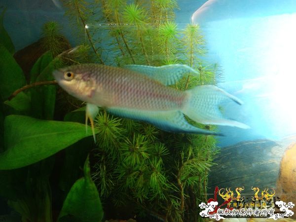 [贴图]壮家黑叉“老鼠仔”7月1号