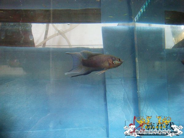 [贴图]壮家黑叉“老鼠仔”7月1号