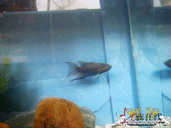 [贴图]壮家黑叉“老鼠仔”7月1号