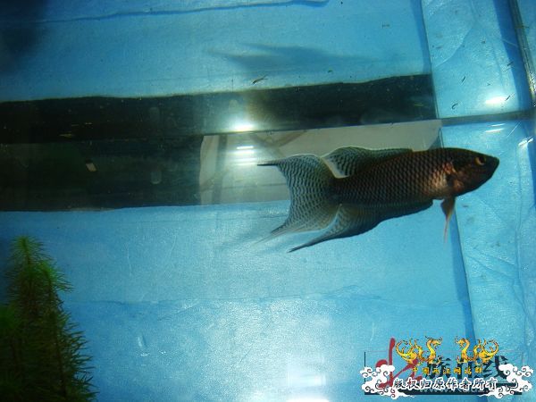 [贴图]壮家黑叉“老鼠仔”7月1号