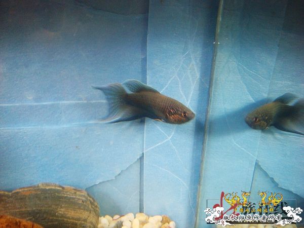 [贴图]壮家黑叉“老鼠仔”7月1号