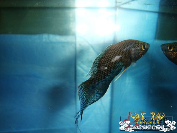 [贴图]壮家黑叉“老鼠仔”7月1号