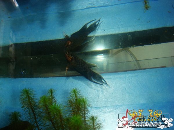 [贴图]壮家黑叉“老鼠仔”7月1号