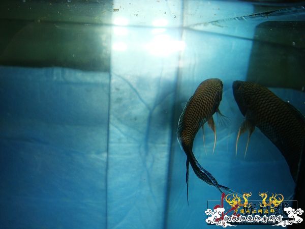 [贴图]壮家黑叉“老鼠仔”7月1号