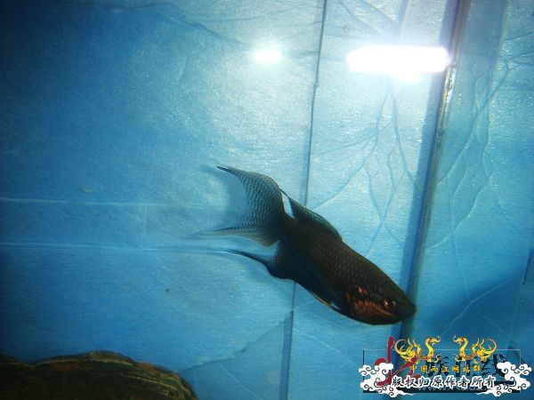 [贴图]壮家黑叉“老鼠仔”7月1号