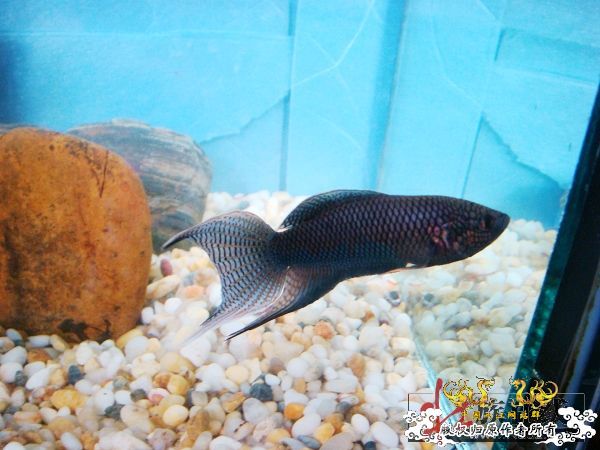 [贴图]壮家黑叉“老鼠仔”7月1号