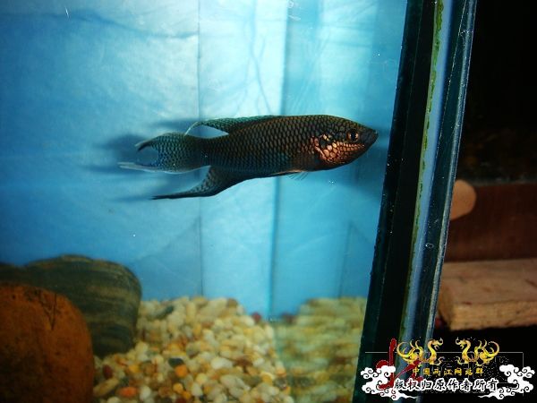 [贴图]壮家黑叉“老鼠仔”7月1号