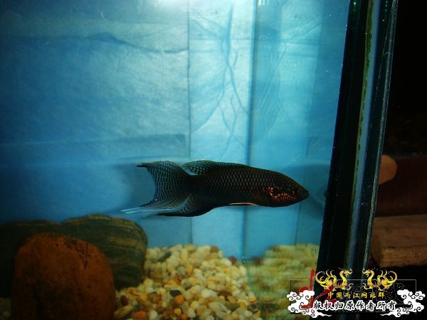 [贴图]壮家黑叉“老鼠仔”7月1号