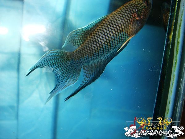 [贴图]壮家黑叉“老鼠仔”7月1号