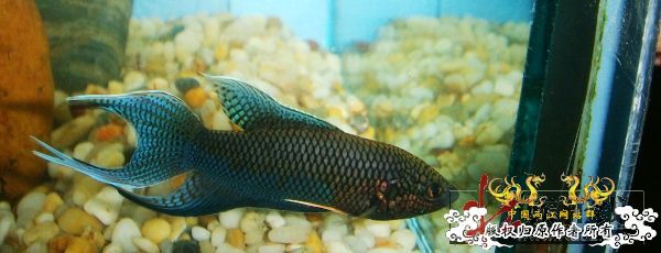 [贴图]壮家黑叉“老鼠仔”7月1号