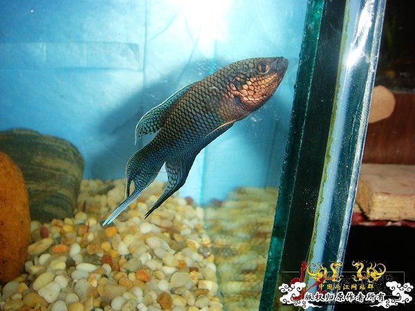 [贴图]壮家黑叉“老鼠仔”7月1号