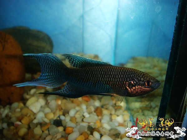 [贴图]壮家黑叉“老鼠仔”7月1号