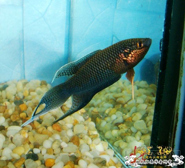 [贴图]壮家黑叉“老鼠仔”7月1号