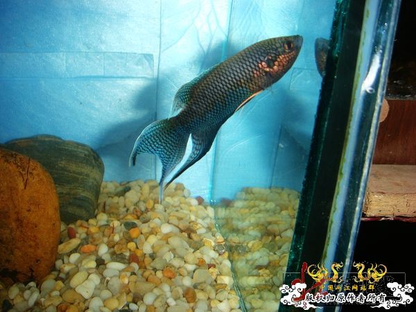 [贴图]壮家黑叉“老鼠仔”7月1号