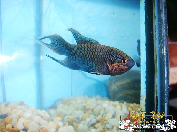 [贴图]壮家黑叉“老鼠仔”7月1号