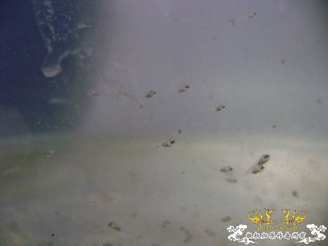 小苗，大家猜猜是什么的？