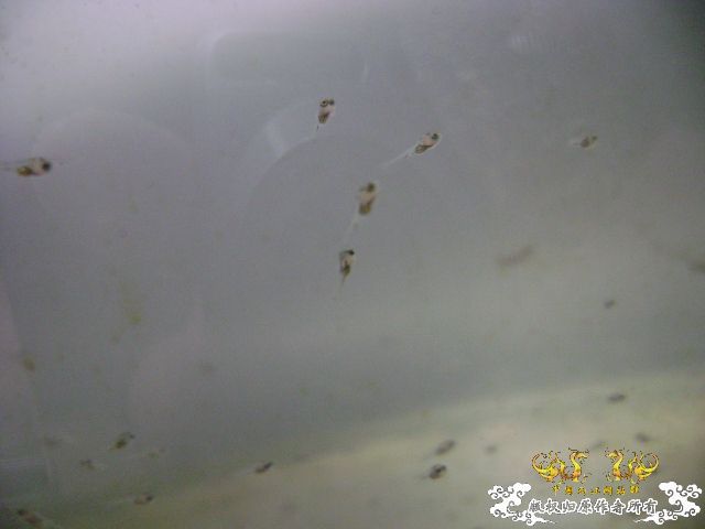 小苗，大家猜猜是什么的？
