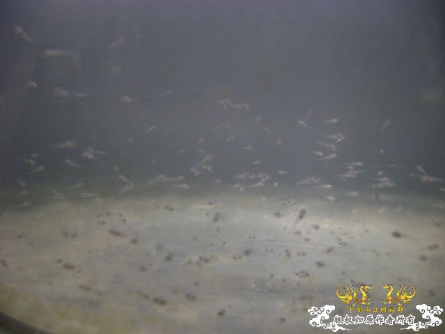 小苗，大家猜猜是什么的？