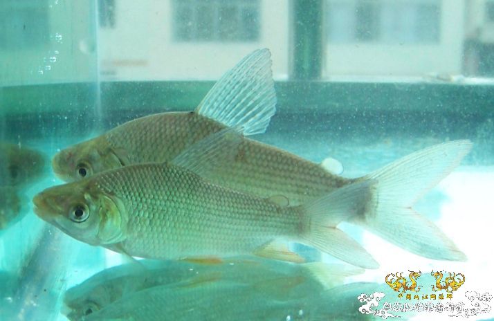 哇哈哈可以传图了