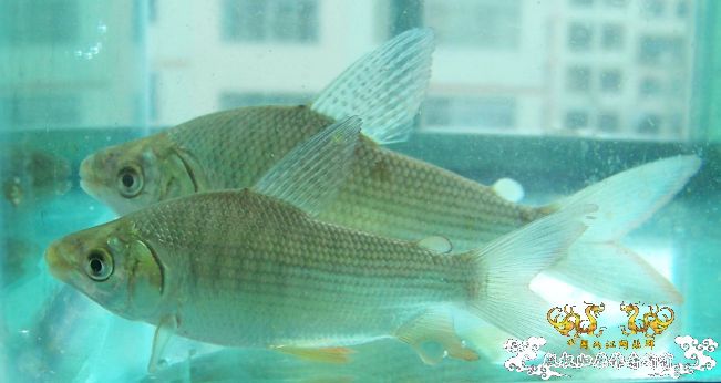 哇哈哈可以传图了