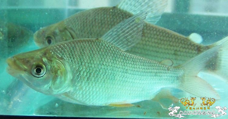 哇哈哈可以传图了