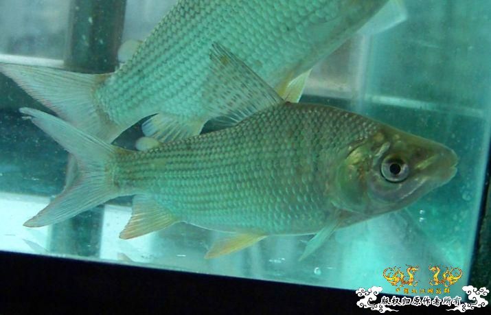 哇哈哈可以传图了