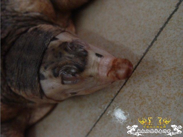 帮看看这是普通的甲鱼吗？