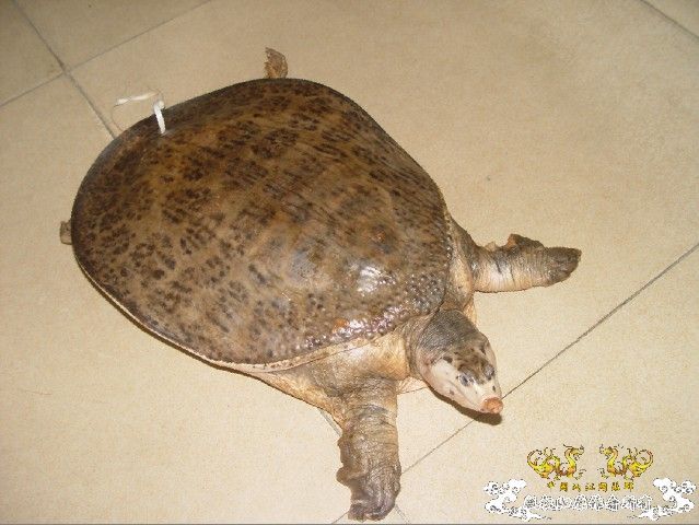帮看看这是普通的甲鱼吗？