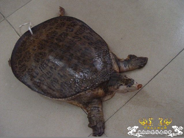 帮看看这是普通的甲鱼吗？