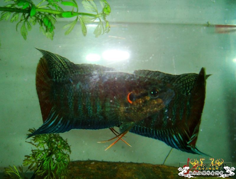 壮家德保叉拼斗! 壮家德保叉拼斗!