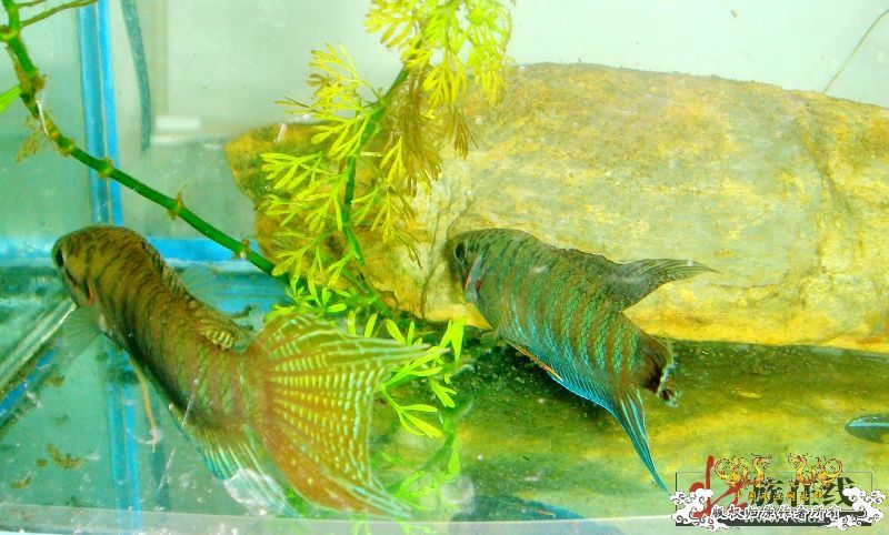 壮家德保叉拼斗! 壮家德保叉拼斗!