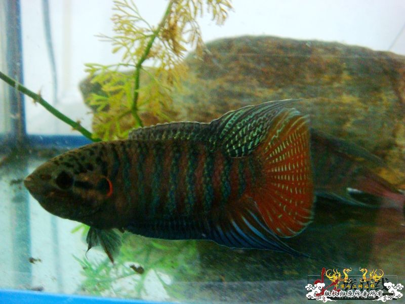 壮家德保叉拼斗! 壮家德保叉拼斗!