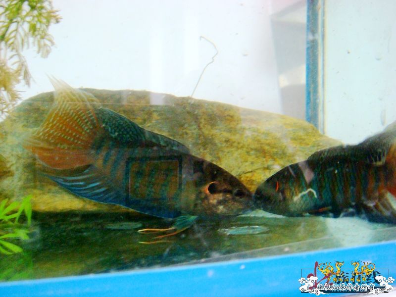 壮家德保叉拼斗！