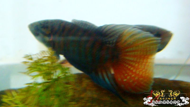 壮家德保叉拼斗！