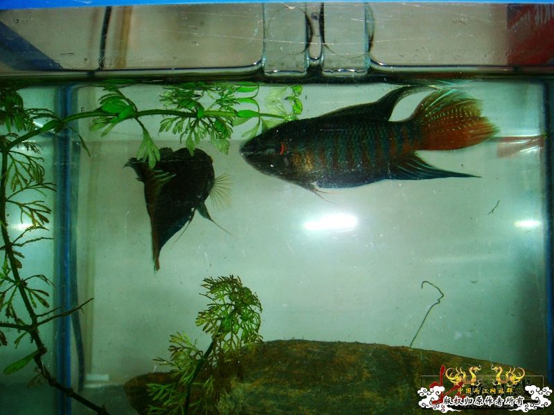 壮家德保叉拼斗！