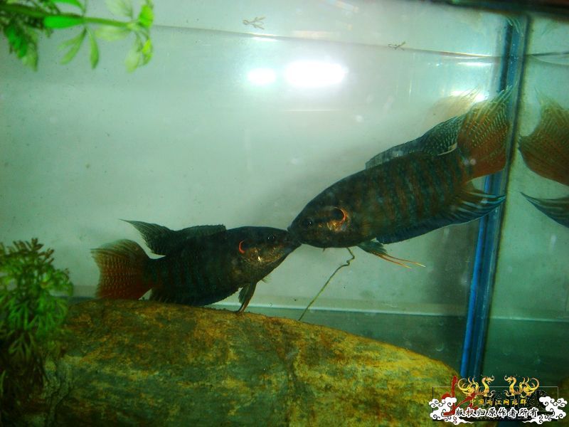 壮家德保叉拼斗！