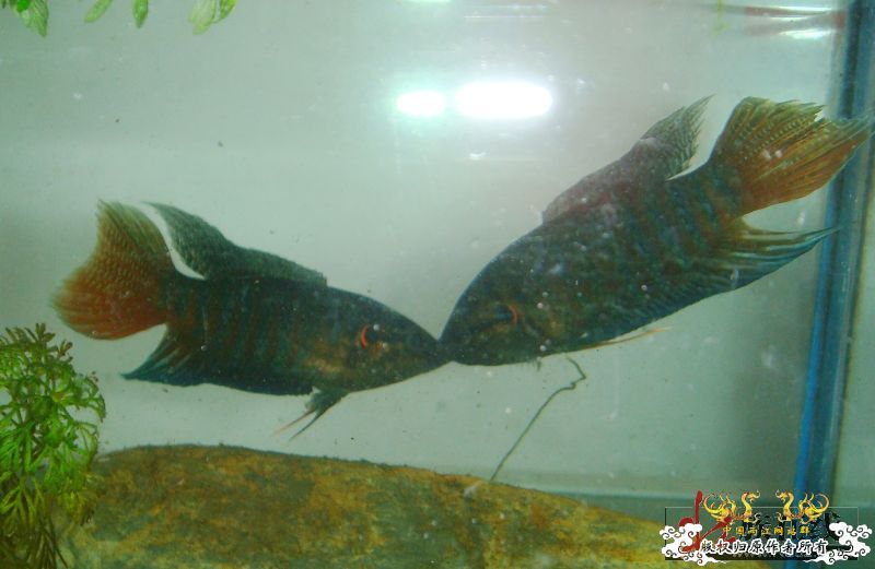 壮家德保叉拼斗！