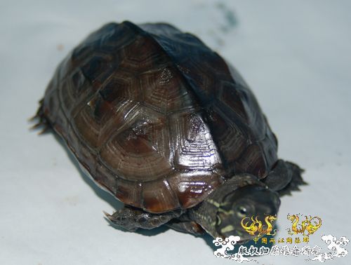 共同渡过--我的龟我的鱼