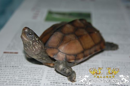 共同渡过--我的龟我的鱼