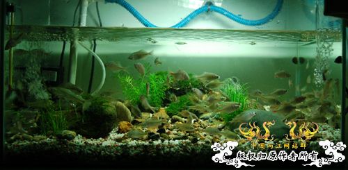 共同渡过--我的龟我的鱼