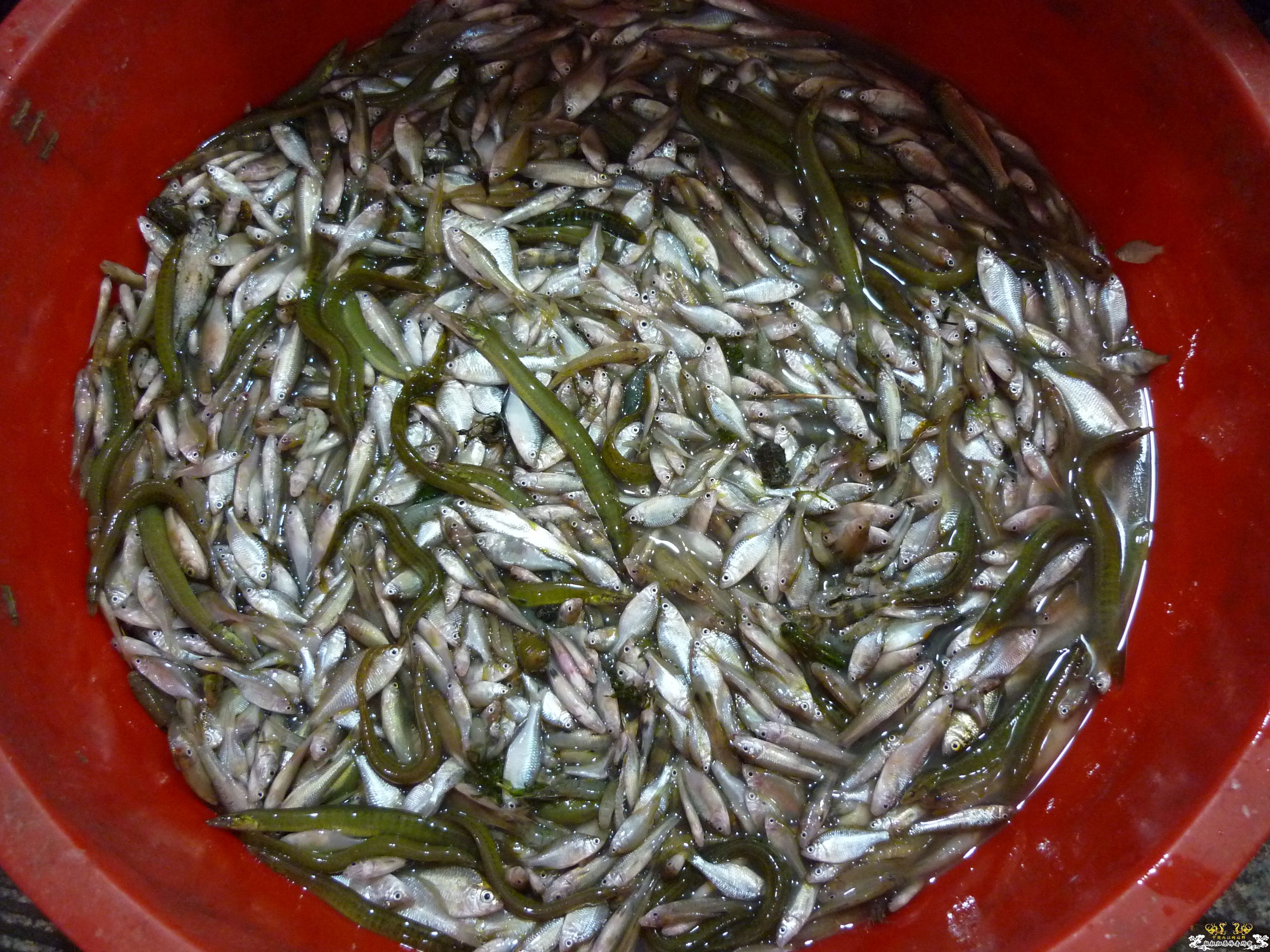 从菜场野采至河流，收获颇丰