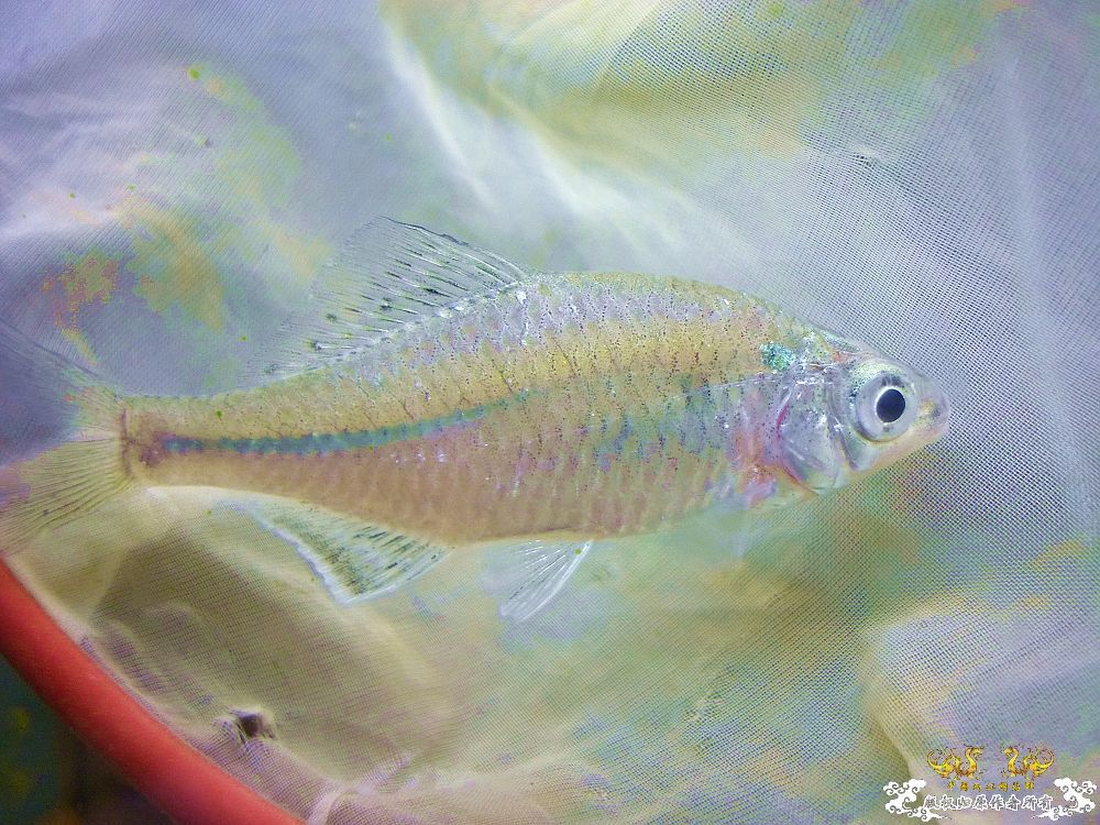从菜场野采至河流，收获颇丰