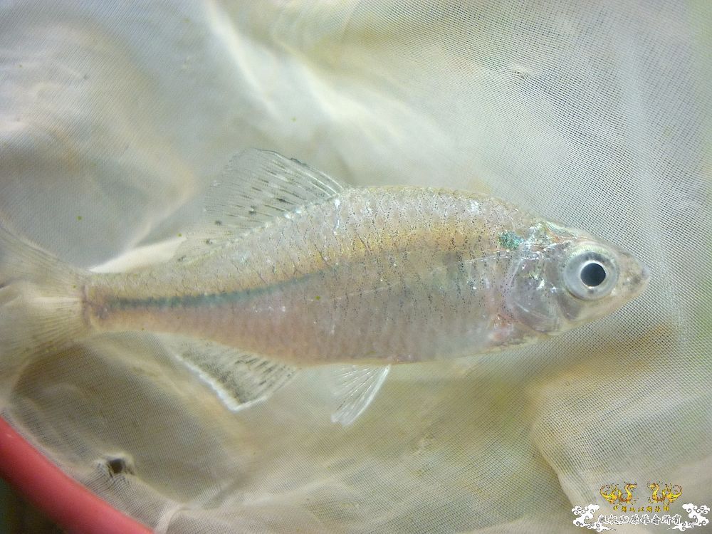 从菜场野采至河流，收获颇丰