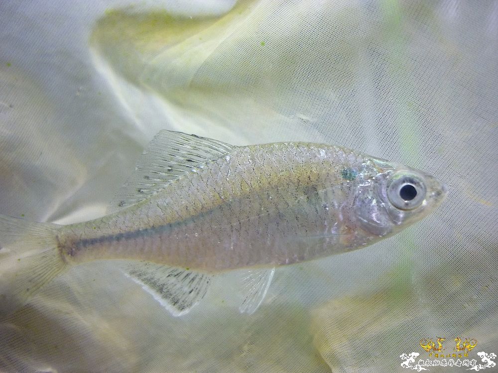 从菜场野采至河流，收获颇丰