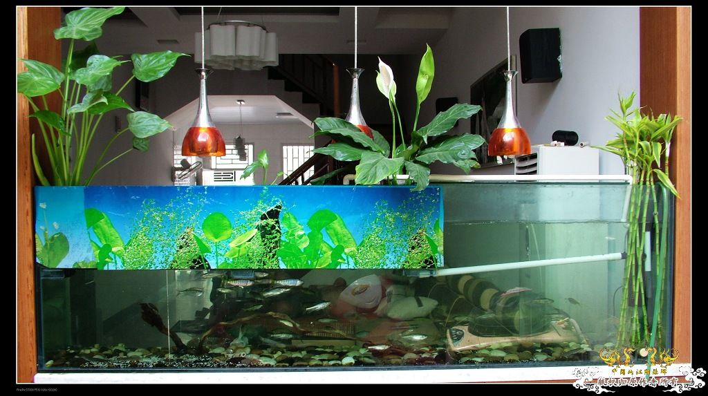 浙江台州原生态大缸！挑战夏天