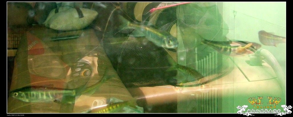 浙江台州原生态大缸！挑战夏天