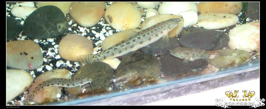 浙江台州原生态大缸！挑战夏天